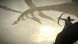 Shadow of the Colossus. В тени колосса [PS4, русская версия] в Великом Новгороде